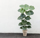 Ficus Umbellata - Plant Studio LLC