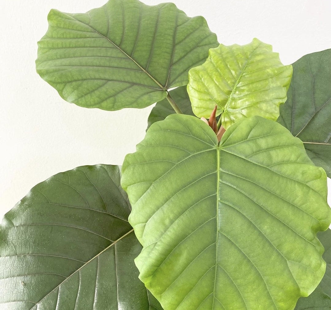 Ficus Umbellata