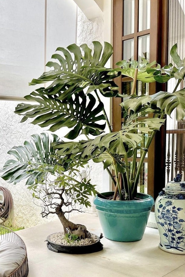 Monstera Deliciosa Large Form XXL - Plant Studio LLC