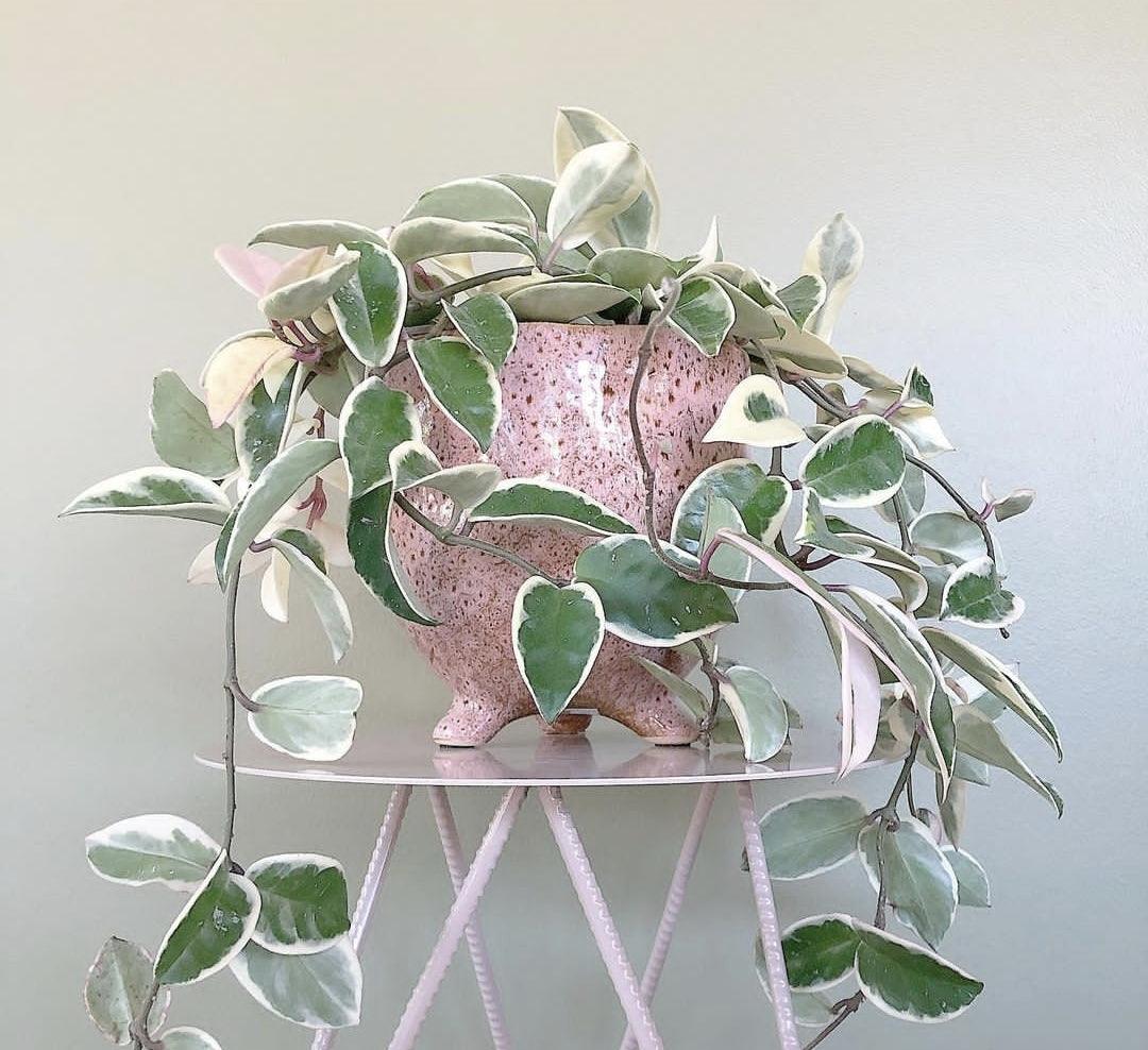 Hoya store hanging plant