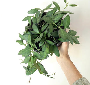 Hoya Burtoniae