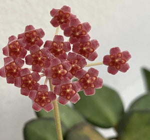 Hoya Burtoniae
