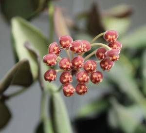 Hoya Burtoniae