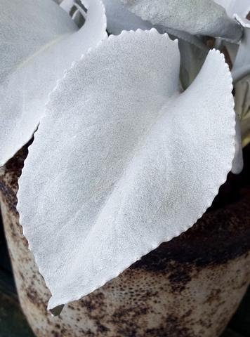 Senecio Angel Wings