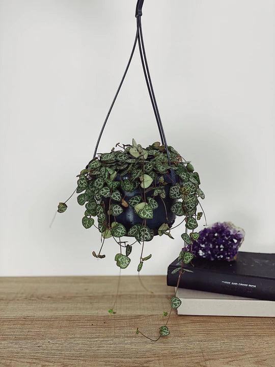 Ceropegia Woodii (String of Hearts) 100cm