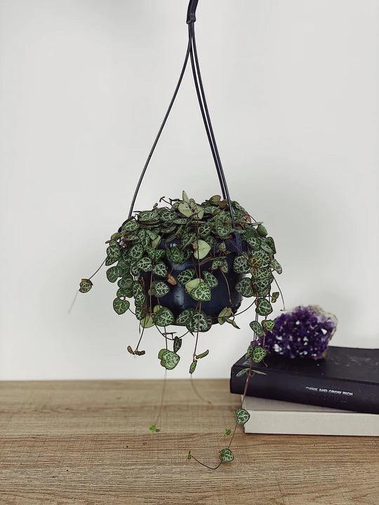 Ceropegia Woodii (String of Hearts) 100cm - Plant Studio LLC