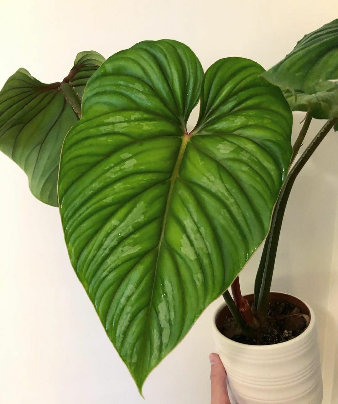 Rare Philodendron Plowmanii - Plant Studio LLC