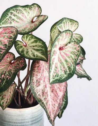 Caladium White Beauty