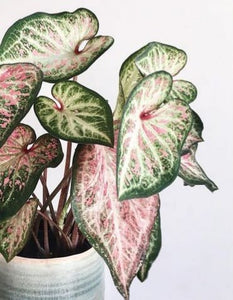 Caladium White Beauty