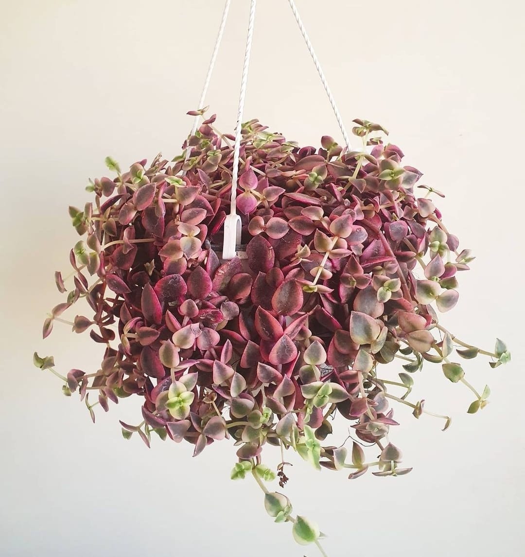 Crassula Pellucida