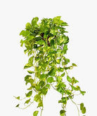 Epipremnum Aureum 'Golden Pothos' - Plant Studio LLC