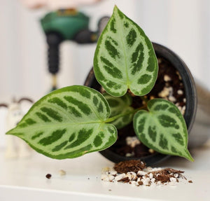 Anthurium Silver Blush