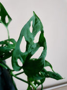 Monstera Acuminata - Plant Studio LLC