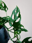 Monstera Acuminata - Plant Studio LLC