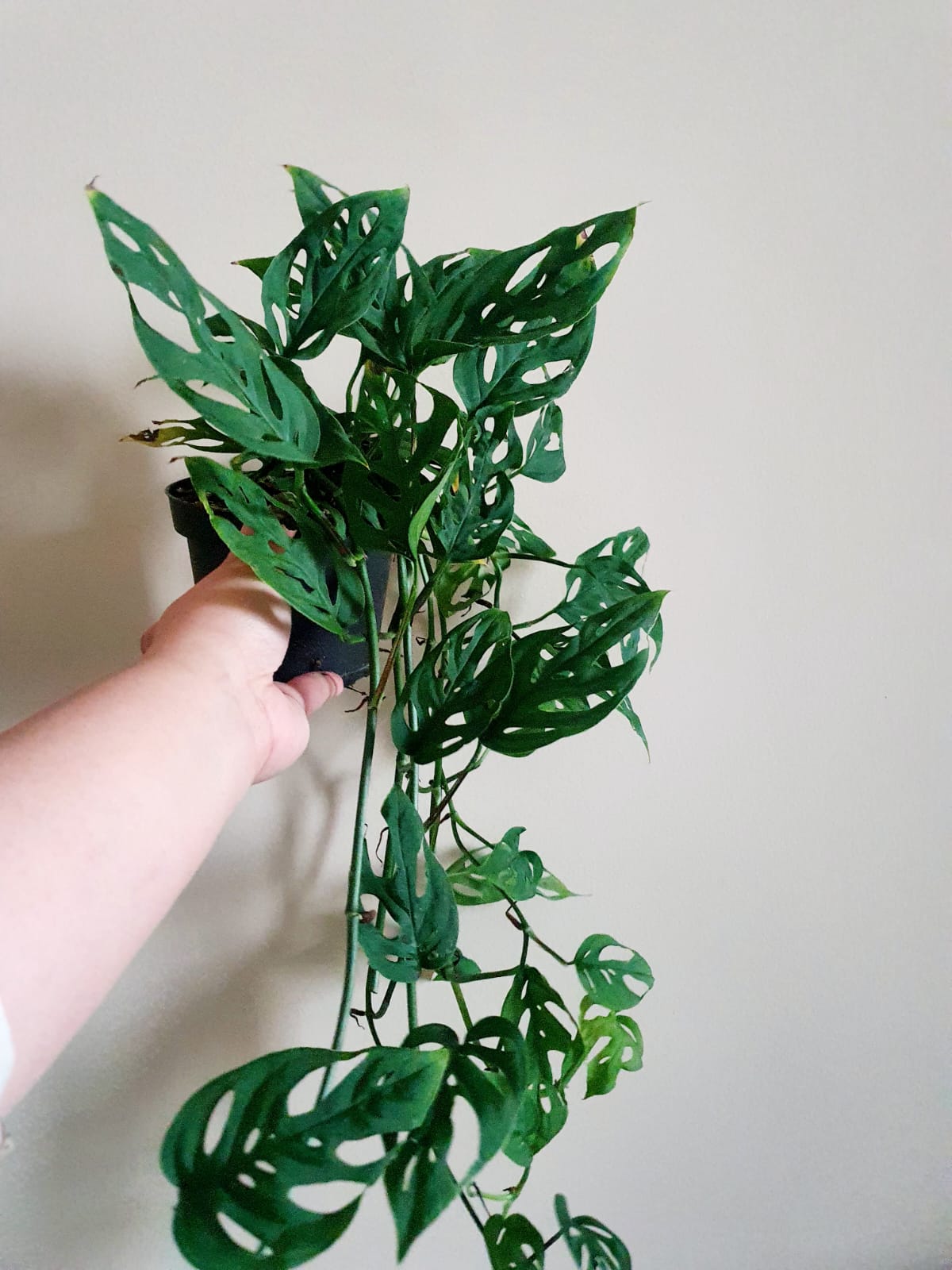 Monstera Acuminata - Plant Studio LLC