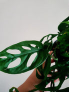 Monstera Acuminata - Plant Studio LLC