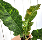 Variegated Philodendron Ring of Fire - Plant Studio LLC