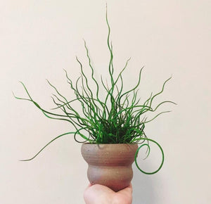 Juncus Effusus Liebeslocken 'Corkscrew Rush' Plant