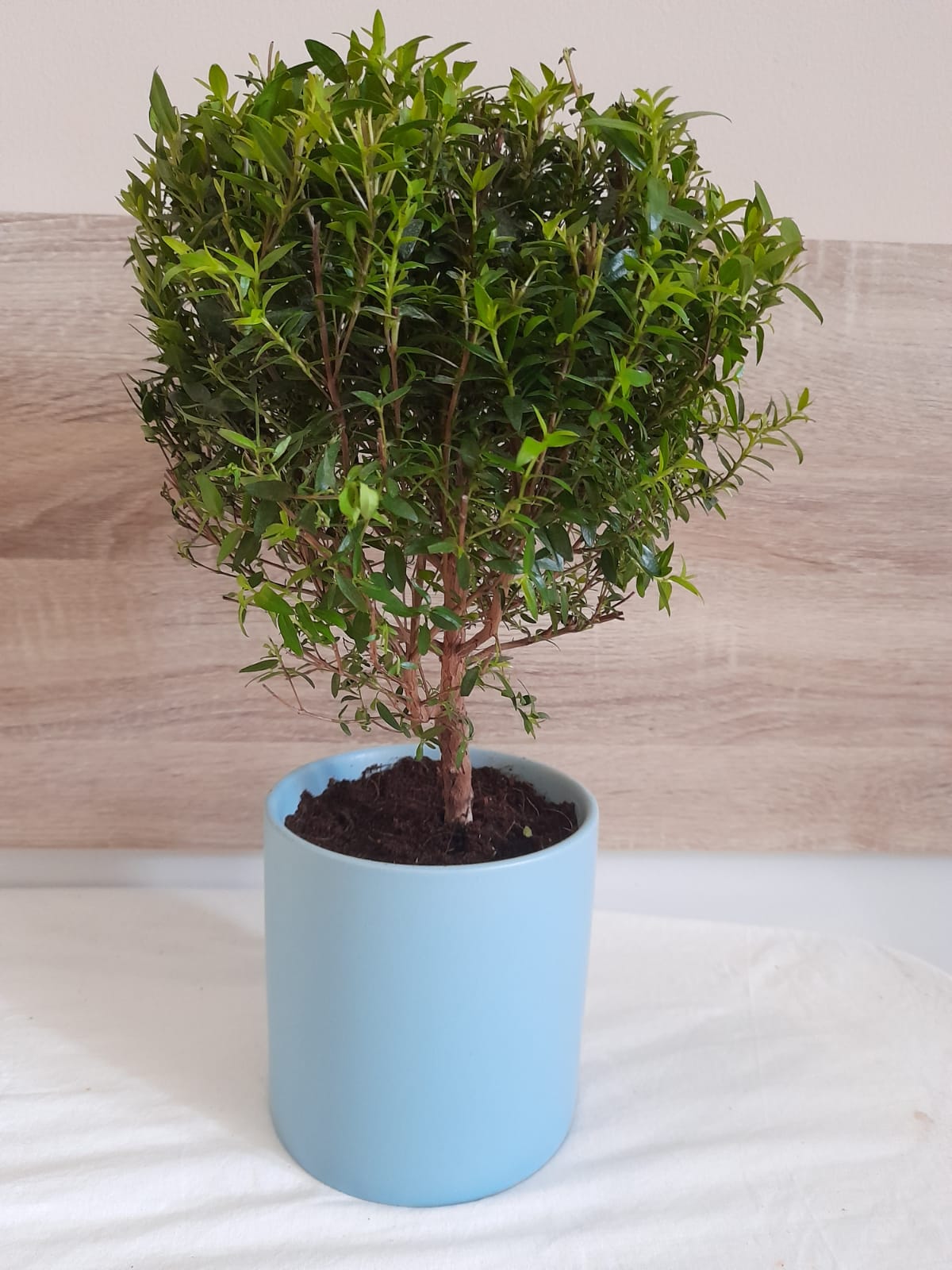 Myrtus Communis Mini Tree - Plant Studio LLC