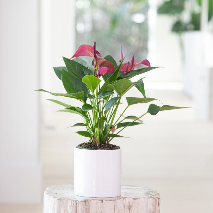 Anthurium Purple