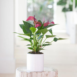 Anthurium Purple