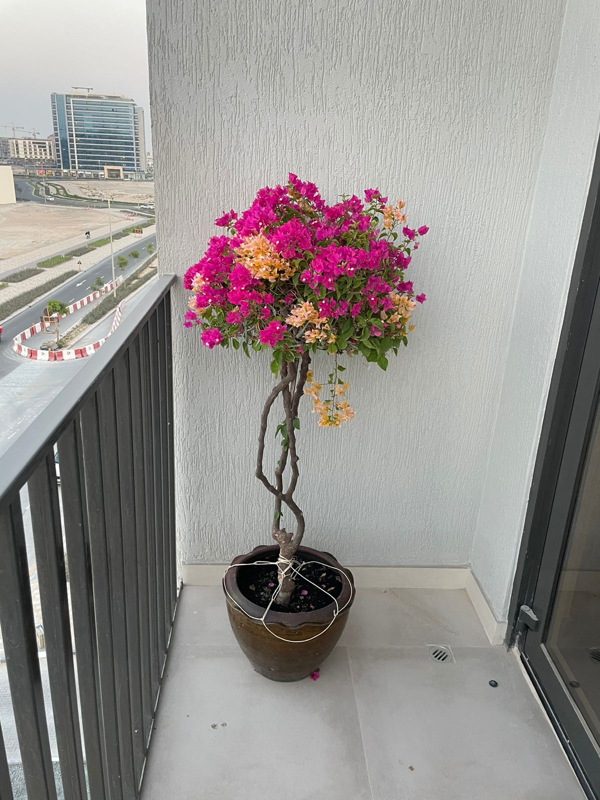 Bougainvillea Pompom