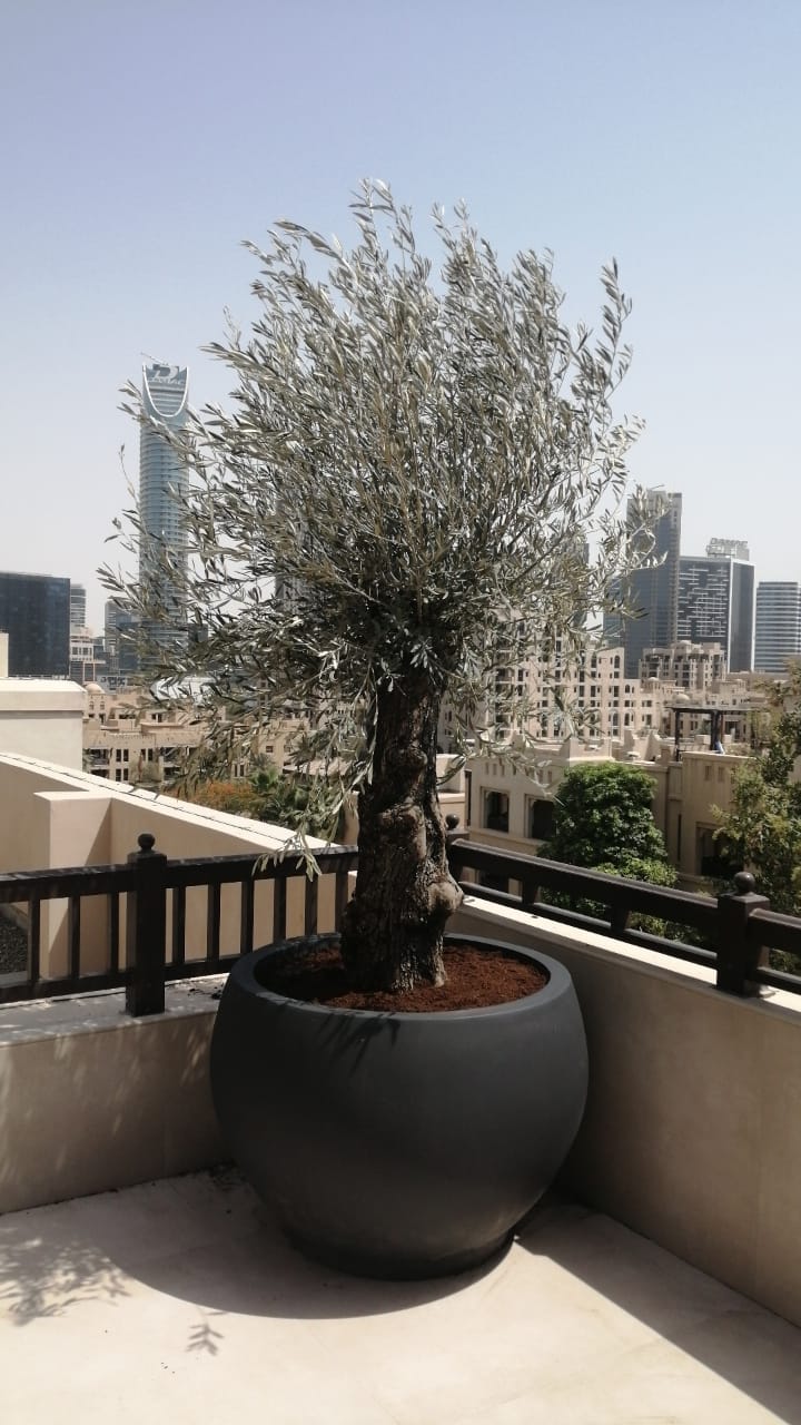 Olea Europaea 'Olive Tree Old Trunk'