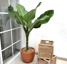 Dieffenbachia Big Ben - Plant Studio LLC