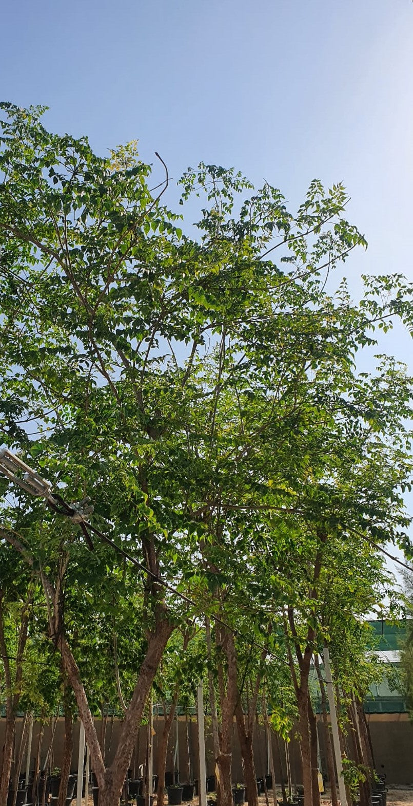 Millingtonia Hortensis 'Indian Cork Tree'