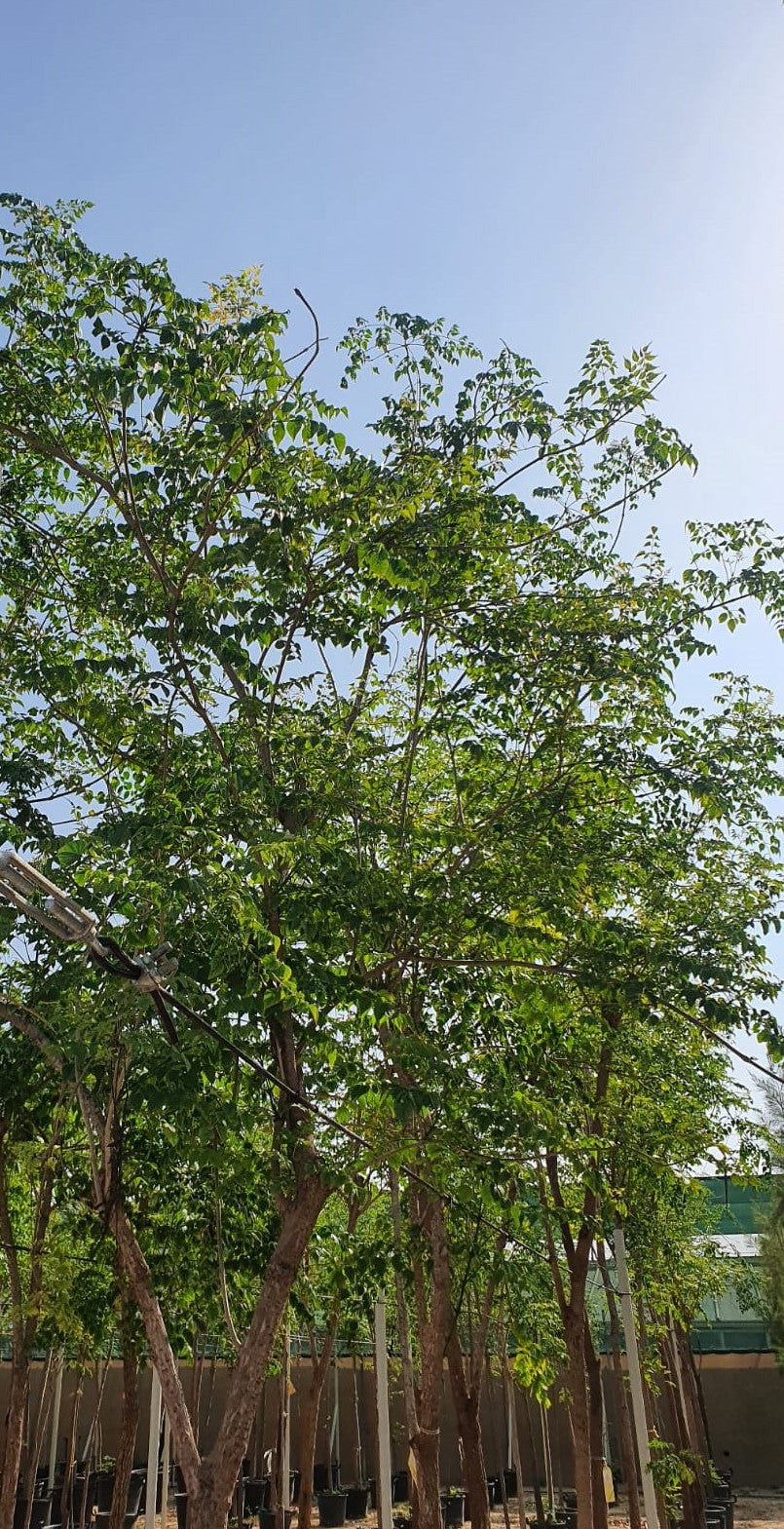 Millingtonia Hortensis 'Indian Cork Tree' - Plant Studio LLC