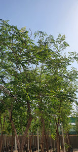 Millingtonia Hortensis 'Indian Cork Tree'