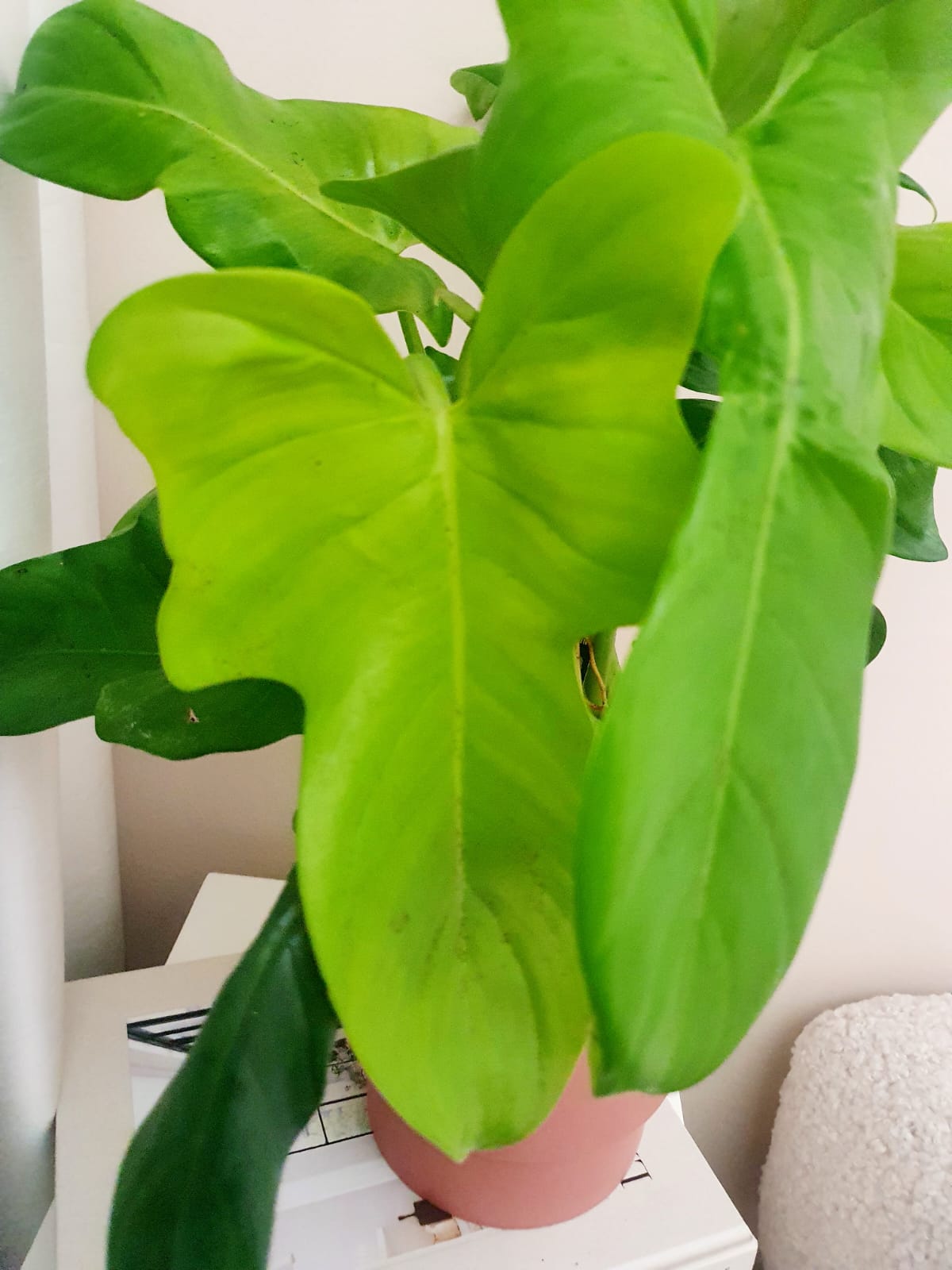 Philodendron Yellow Violin - Plant Studio LLC