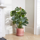 Monstera Deliciosa in Moss Pole - Large - Plant Studio LLC