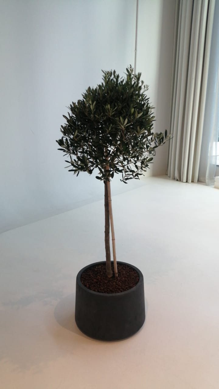 Olive Tree - Spanish Round - Plant Studio LLC