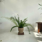 Asparagus Umbellatus - Plant Studio LLC