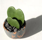 Hoya Kerrii Two Hearts - Plant Studio LLC