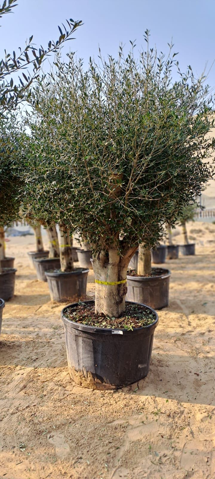 Olive Tree Big Trunk - 2 meters - Plant Studio LLC
