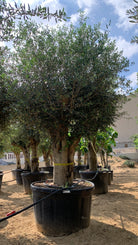 Olive Tree - Fat Trunk - Plant Studio LLC