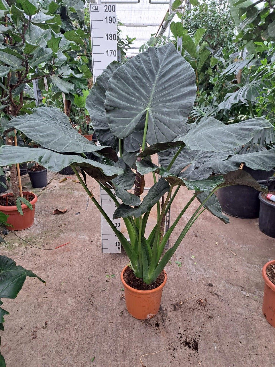 Alocasia Regal Shield in brown pot placed outdoors - Plant Studio LLC