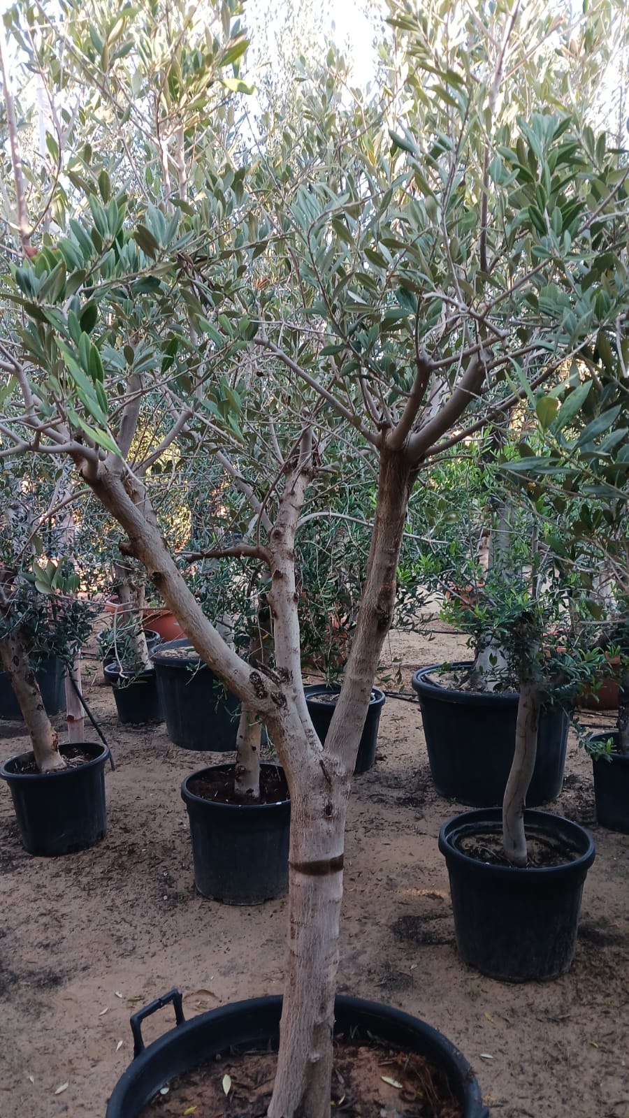 Branched Olive Tree - Plant Studio LLC