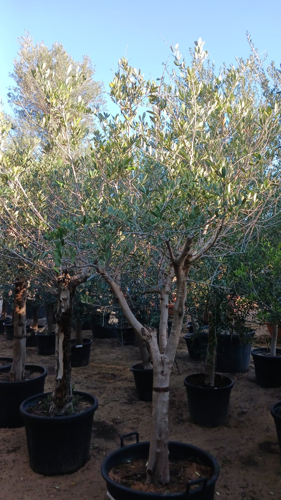 Branched Olive Tree - Plant Studio LLC