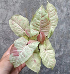 Syngonium Milk Confetti - Plant Studio LLC