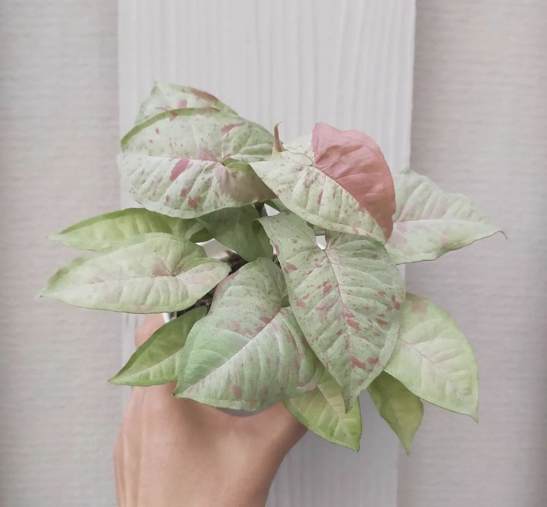 Syngonium Milk Confetti - Plant Studio LLC