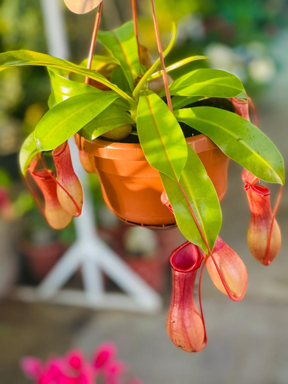 Nepenthes Hanging 'Monkey Jar'