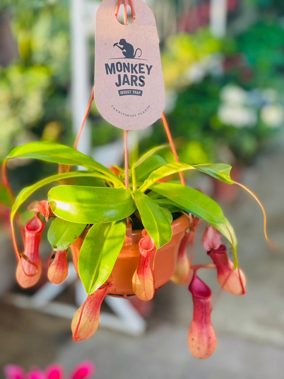 Nepenthes Hanging 'Monkey Jar' - Plant Studio LLC