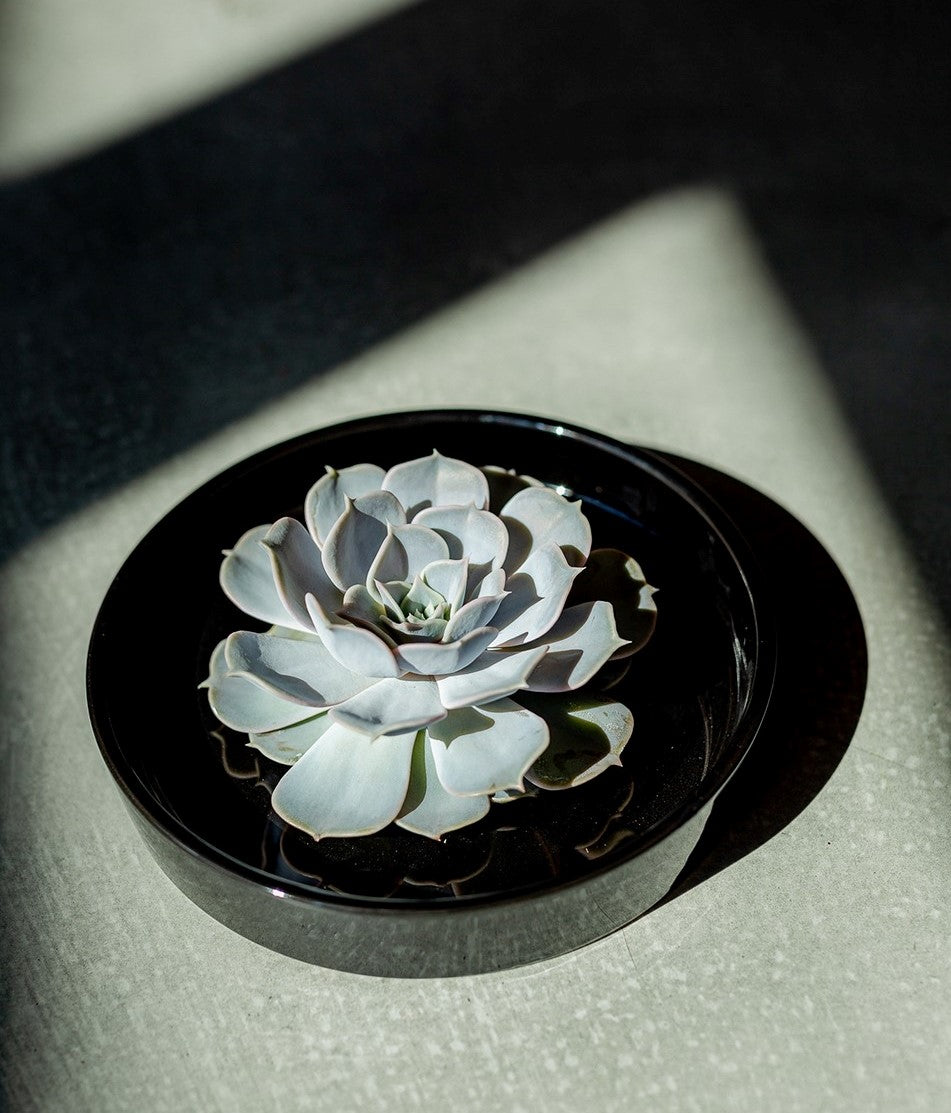 Rootless Echeveria in Pot