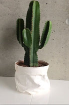 Euphorbia Erythraeae - Plant Studio LLC