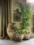 Howea Forsteriana 'Kentia Palm' - Plant Studio LLC