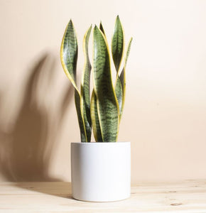 Sansevieria Trifasciata Laurentii - Snake Plant