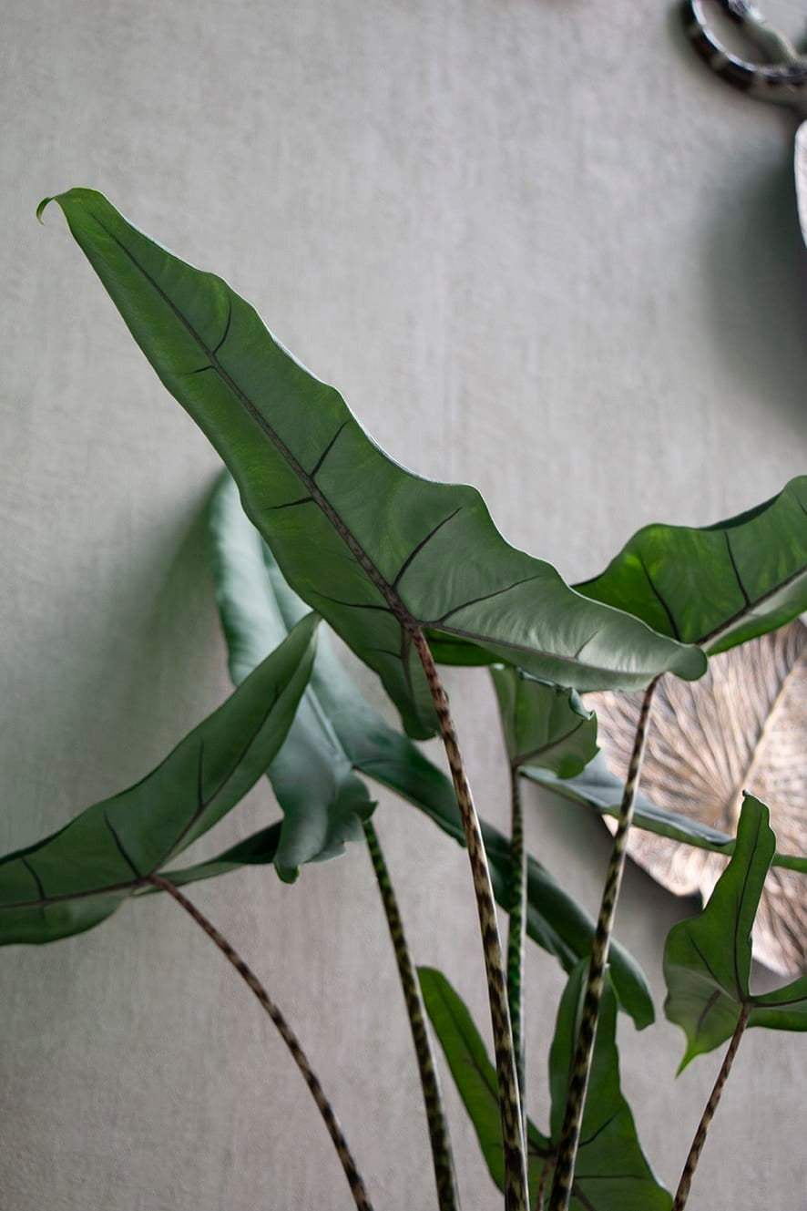 Alocasia Zebrina Tigrina - Plant Studio LLC